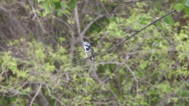 Pied Kingfisher Una Sucursal Reserva Humedales Bao Bolong Parque Nacional — Vídeos de Stock