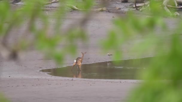 Jelen Močení Rybníku Kiang West National Park Národní Park Gambii — Stock video