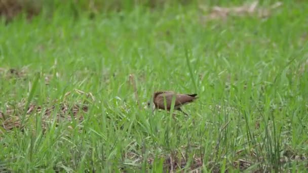 Africká Jacana Bao Bolong Wetland Rezervujte Národní Park Gambie Afrika — Stock video