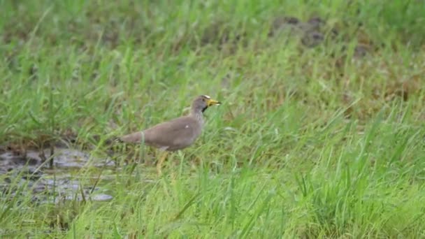 African Jacana Drinking Water Bao Bolong Wetland Reserve National Park — Stock Video