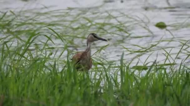 Jacana africaine à la recherche de nourriture à Bao Bolong Wetland Reserve un parc national en Gambie, Afrique