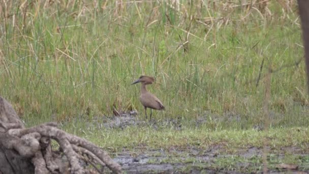 Pássaro Hamerkop Voando Para Longe Kahi Badi Forest Park Parque — Vídeo de Stock