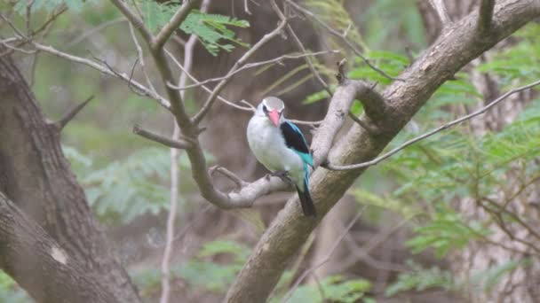 Dois Paraíso Comum Kingfisher Ramo Kiang West National Park Parque — Vídeo de Stock