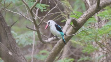 Kiang Batı Ulusal Parkı 'ndaki bir şubede ortak bir cennet balıkçısı Gambiya, Afrika' da bir milli park