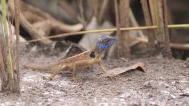 Siyah boyunlu Agama Kiang Batı Ulusal Parkı Gambiya, Afrika Ulusal Parkı