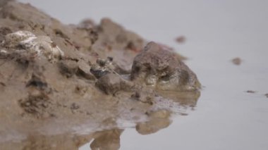 Kiang Batı Ulusal Parkı 'nda gölde çamur atlayıcılar Gambiya, Afrika' da bir ulusal park