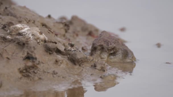 Mudskippers Sjön Vid Kiang West National Park Nationalpark Gambia Afrika — Stockvideo