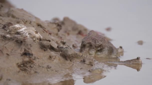 Mudskippers Lago Kiang West National Park Parque Nacional Gâmbia África — Vídeo de Stock