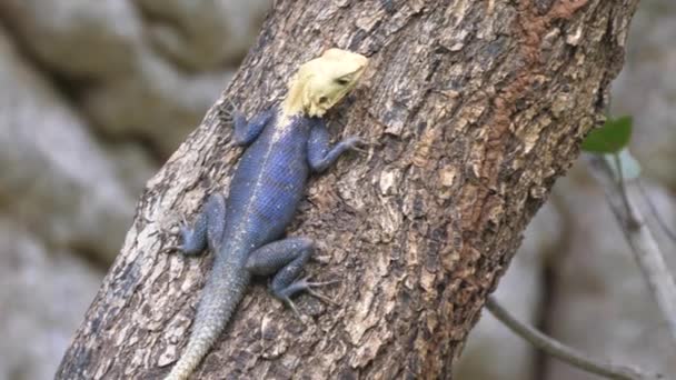 Ящірка Агами Національному Парку Кіанг Вест Гамбії Африка — стокове відео