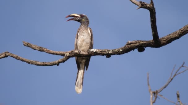 Hornbill Gris Africano Una Sucursal Parque Nacional Kiang West Parque — Vídeo de stock