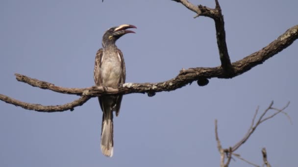 Hornbill Gris Africano Una Sucursal Parque Nacional Kiang West Parque — Vídeo de stock