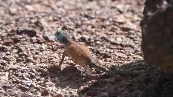 Agama Pescoço Preto Salta Sobre Uma Rocha Redor Rio Gâmbia — Vídeo de Stock