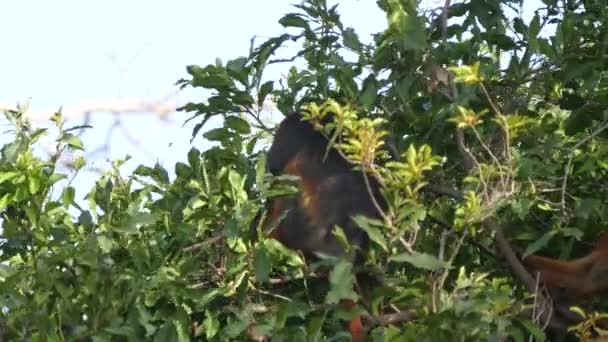 ガンビア アフリカの木の西側の赤いコロバス猿 — ストック動画