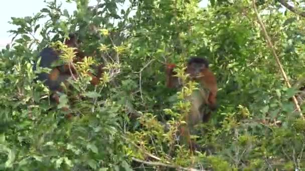 Zachodnie Czerwone Małpy Colobus Drzewie Gambia Afryka — Wideo stockowe