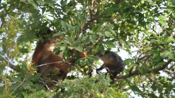 Macaco Colobus Vermelho Ocidental Com Bebê Uma Árvore Gâmbia África — Vídeo de Stock