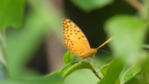 ガンビア アフリカの葉で蝶 — ストック動画