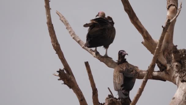 Gambiya Afrika Bir Ağaçta Kapüşonlu Akbaba — Stok video