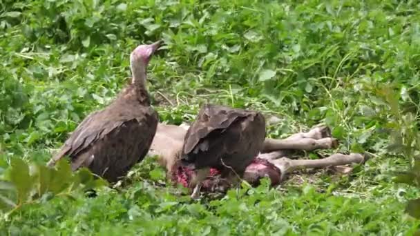 冈比亚 头戴头罩的秃鹫吃着尸体 — 图库视频影像