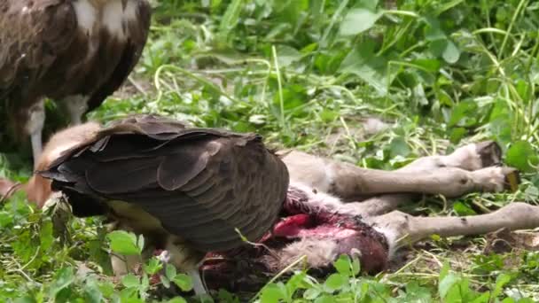 Hooded Vultures Äta Från Kadaver Gambia Afrika — Stockvideo
