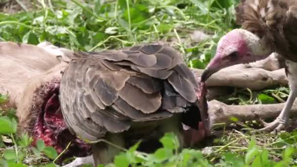 Vautours Capuchon Mangeant Dans Une Carcasse Gambie Afrique — Video