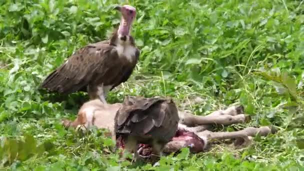 Vautours Capuchon Mangeant Dans Une Carcasse Gambie Afrique — Video