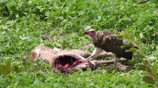 Hooded Vulture Eating Carcass Gambia Africa — Stock Video