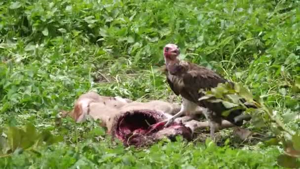 Kapuzengeier Frisst Von Einem Kadaver Gambia Afrika — Stockvideo