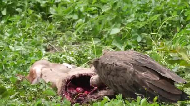 アフリカのガンビアで死体から食べるフード付きハゲタカ — ストック動画