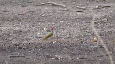 Kahi Badi Orman Parkı 'nda yerde altın kuyruklu ağaçkakan var. Gambiya, Afrika' da bir orman parkı.