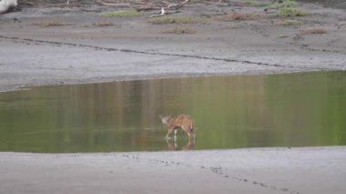 Kahi Badi Orman Parkı 'nda yerde altın kuyruklu ağaçkakan var. Gambiya, Afrika' da bir orman parkı.