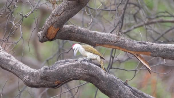 Golden Tailed Specht Grond Bij Kahi Badi Forest Park Een — Stockvideo