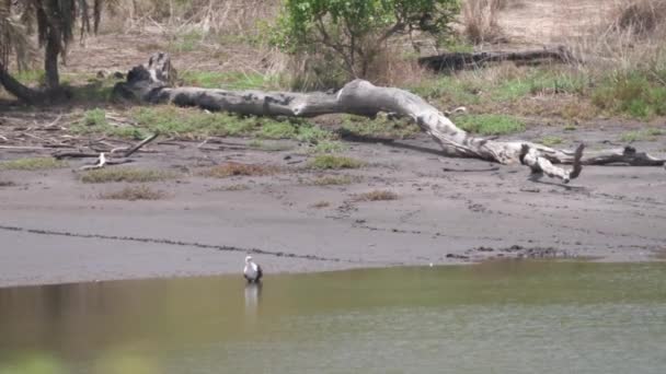 非洲冈比亚卡希巴迪森林公园地面上的金尾啄木鸟 — 图库视频影像