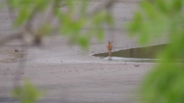 Dzięcioł Złotogłowy Ziemi Parku Leśnym Kahi Badi Gambii Afryka — Wideo stockowe