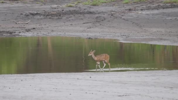 Golden Tailed Specht Grond Bij Kahi Badi Forest Park Een — Stockvideo