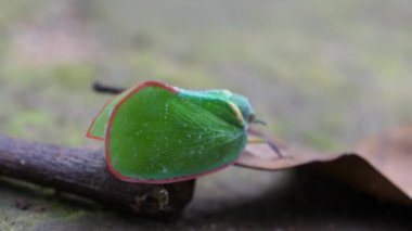 Gine, Afrika 'daki Sala Şelalesi' nin etrafındaki bir dalda bir planthopper.