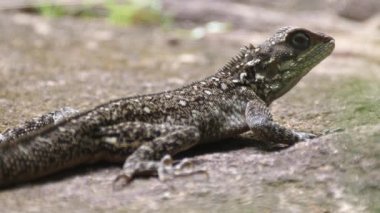 Gine, Afrika 'da Agama africana kertenkelesi