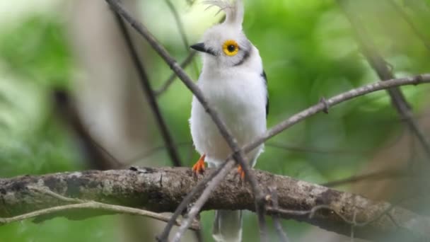 Blisko White Crested Helmetshrike Drzewie Gwinei Afryka — Wideo stockowe