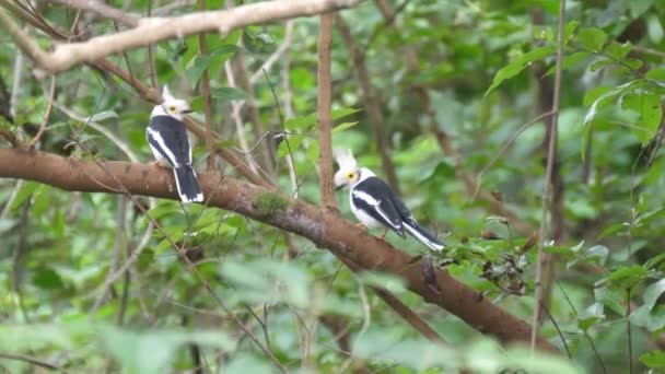 Paio Caschi Con Cresta Bianca Arrampicano Sugli Alberi Guinea Africa — Video Stock