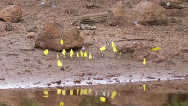 Las Mariposas Obtienen Nutrientes Del Suelo Húmedo Guinea África — Vídeo de stock