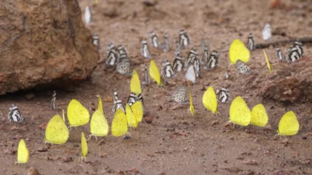 Motýli Získávají Živiny Vlhké Půdy Guineji Africe — Stock video