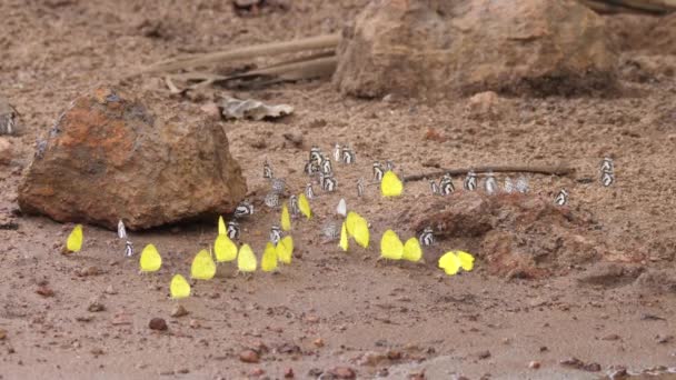 Butterflies Get Nutrients Moist Soil Guinea Africa — Stock Video