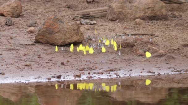 Farfalle Ottenere Sostanze Nutritive Terreno Umido Guinea Africa — Video Stock