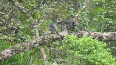 Campbell 'ın maymunları Afrika' nın Gine-Bissau kentindeki Cantanhez Ormanları Ulusal Parkı 'nda ağaçta.