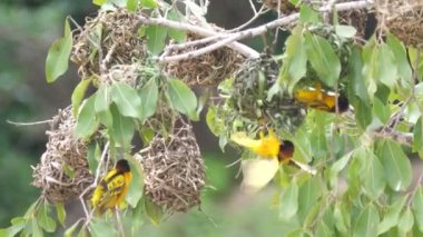Weaver kuşları Farako çevresinde bir ağaca yuva kuruyor. Afrika Mali 'de düşüyor.