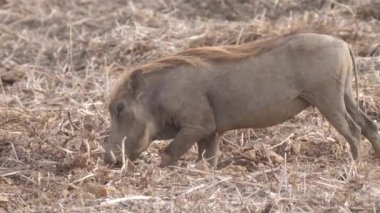 Yaban domuzu Moritanya Afrika 'daki Diawling Ulusal Parkı' nda yiyecek arıyor.