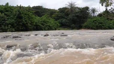 Farako 'da bir ağaçtan Pan Mali, Afrika' da dokumacı kuşlarla düşer.