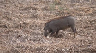 Yaban domuzu Moritanya Afrika 'daki Diawling Ulusal Parkı' nda yiyecek arıyor.