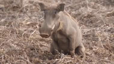 Moritanya Afrika 'daki Diawling Ulusal Parkı' na işeyen yaban domuzu.