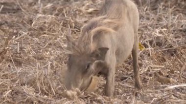Yaban domuzu Moritanya Afrika 'daki Diawling Ulusal Parkı' nda yiyecek arıyor.