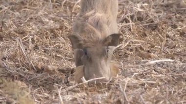Yaban domuzu Moritanya Afrika 'daki Diawling Ulusal Parkı' nda yiyecek arıyor.
